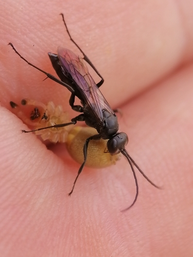 Potter Spider Wasp