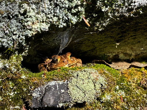 American Toad