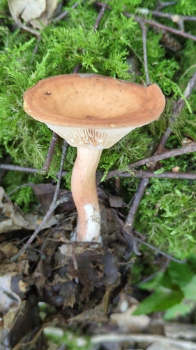 Rufous Milkcap