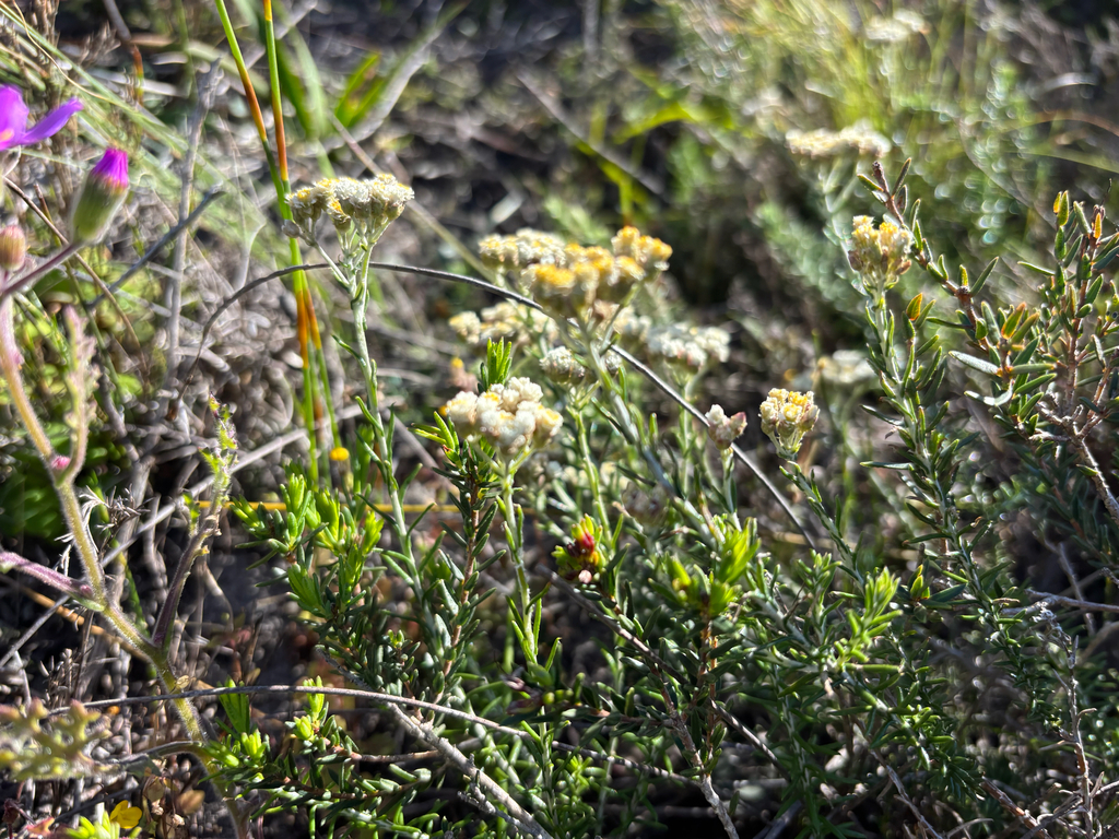 Helichrysum teretifolium; photograph (c) Caroline Voget, some rights reserved (CC BY)