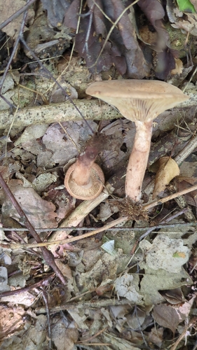 Oakbug Milkcap