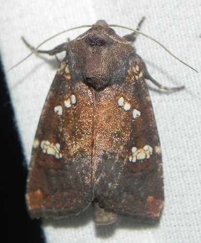 Meadow Rue Borer Moth
