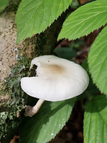 porcelain mushroom