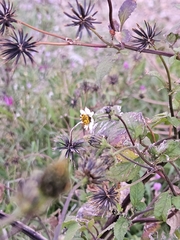 Bidens pilosa, photograph (c) Naelin, some rights reserved (CC BY)