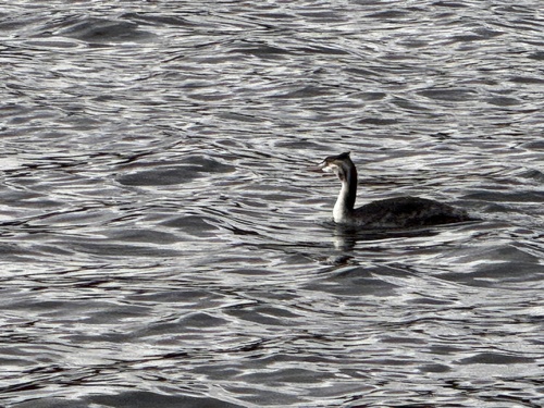Great Crested Grebe