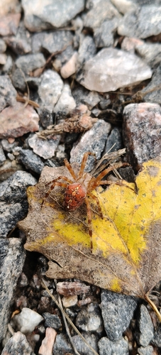 Cross Orbweaver