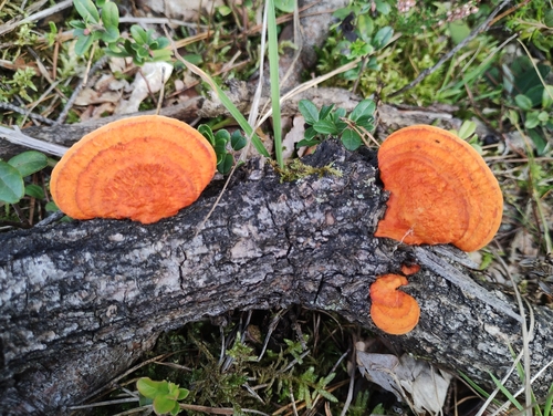 Northern Cinnabar Polypore