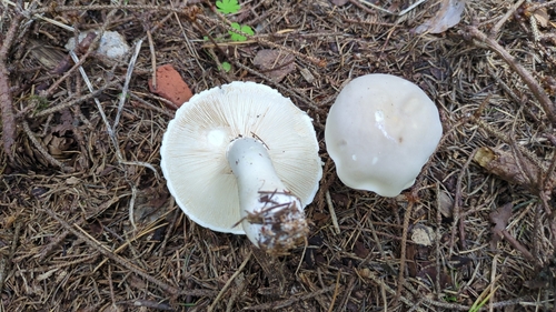 White Dapperling