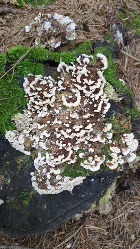 turkey-tail