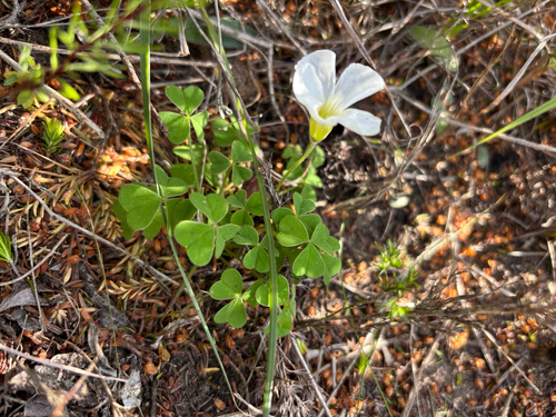 Oxalis lanata, photograph 2