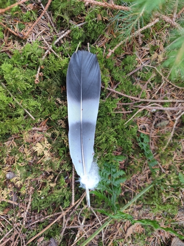 Common Wood-Pigeon