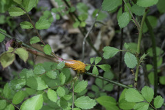 Phragmidium rosae-multiflorae