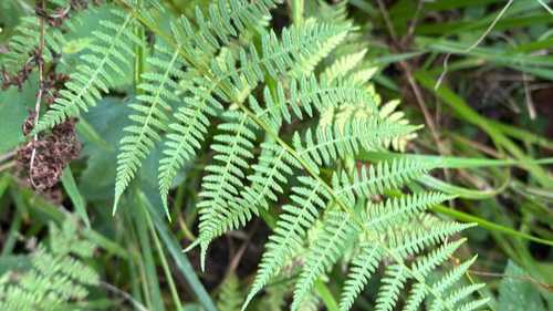 Common Lady Fern