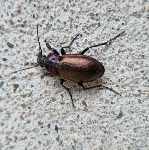Bronze Ground Beetle