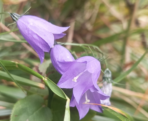 Common Harebell