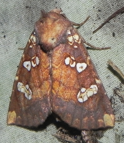 Water-hemlock Borer Moth