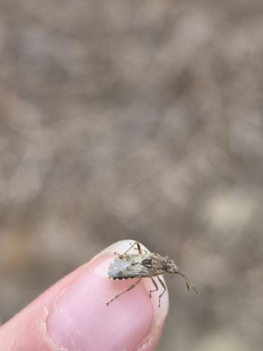 Hyaline Grass Bug