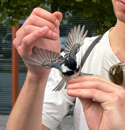 Coal Tit