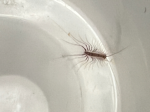 House Centipede