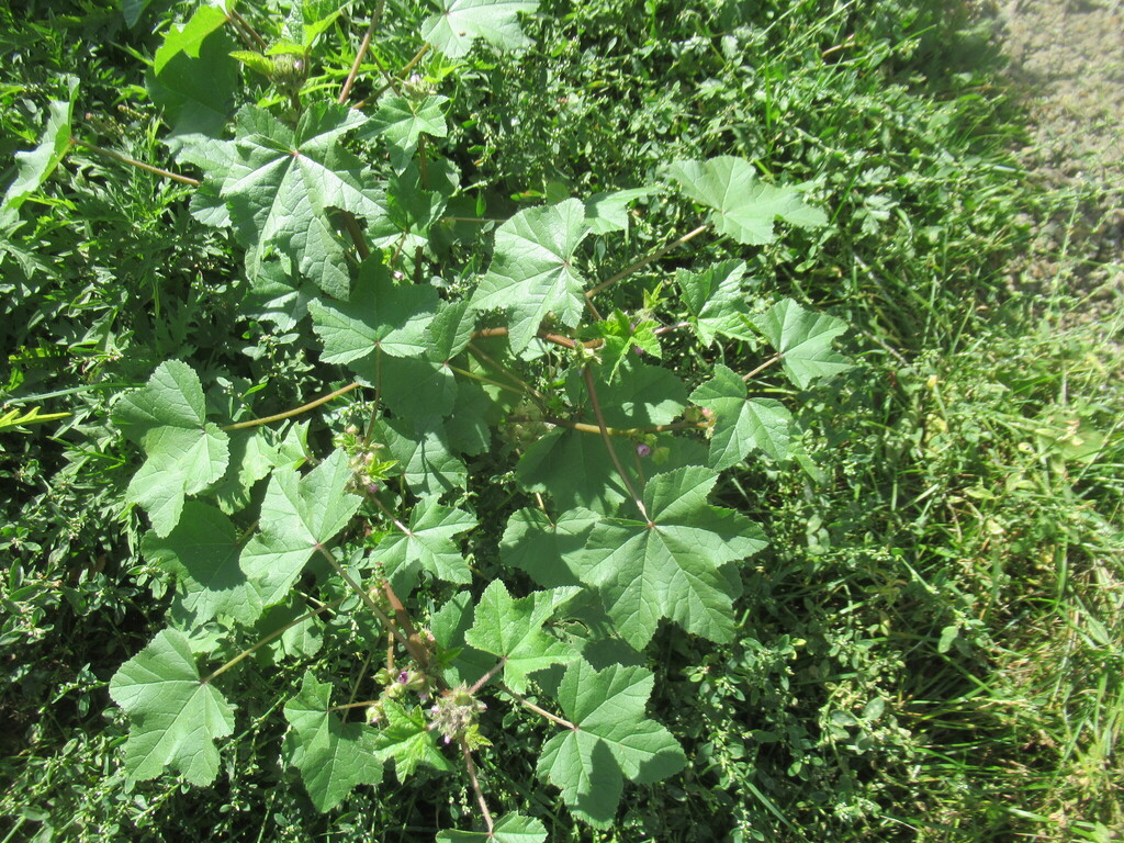 Malva verticillata; photograph author not stated, no rights reserved