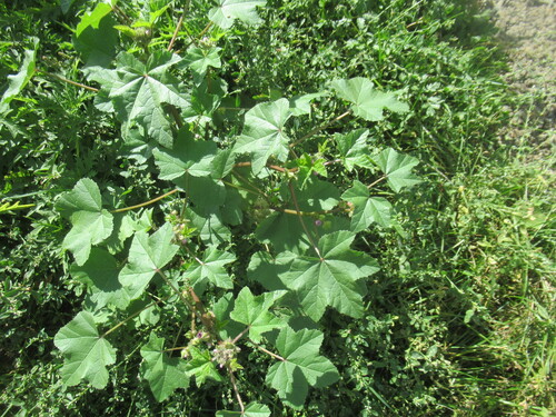 Malva verticillata