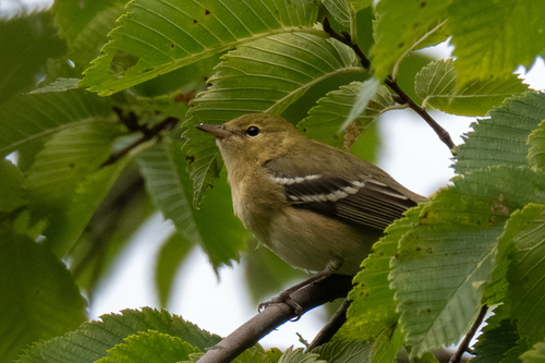 Bay-breasted Warbler
