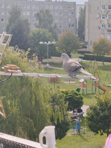 Eurasian Collared-Dove