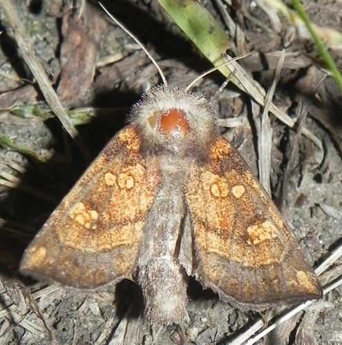 Aster Borer Moth