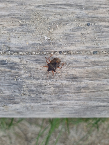 Forest Bug