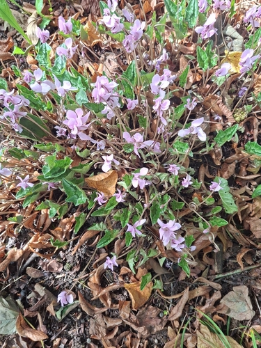 Ivy-leaved cyclamen