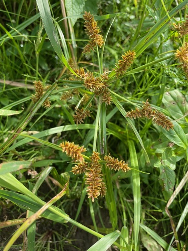 Cyperus erythrorhizos, photograph 2