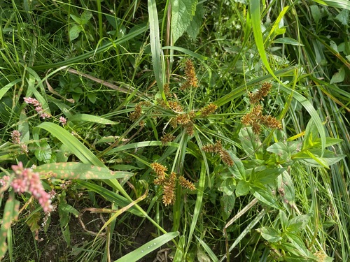 Cyperus erythrorhizos, photograph 6