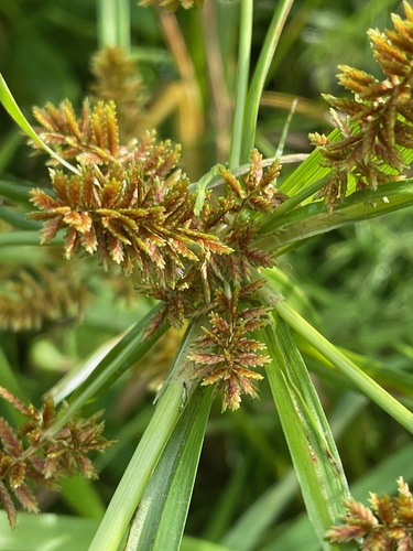 Cyperus erythrorhizos, photograph 3