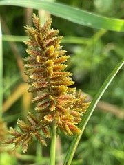 Cyperus erythrorhizos, photograph (c) Tom Scavo, some rights reserved (CC BY)