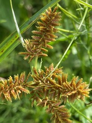 Cyperus erythrorhizos, photograph (c) Tom Scavo, some rights reserved (CC BY)