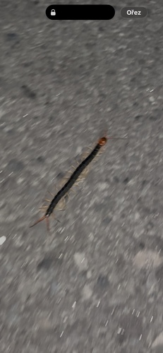 Chinese Red-headed Centipede