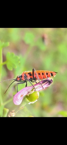 Spotted Firebug