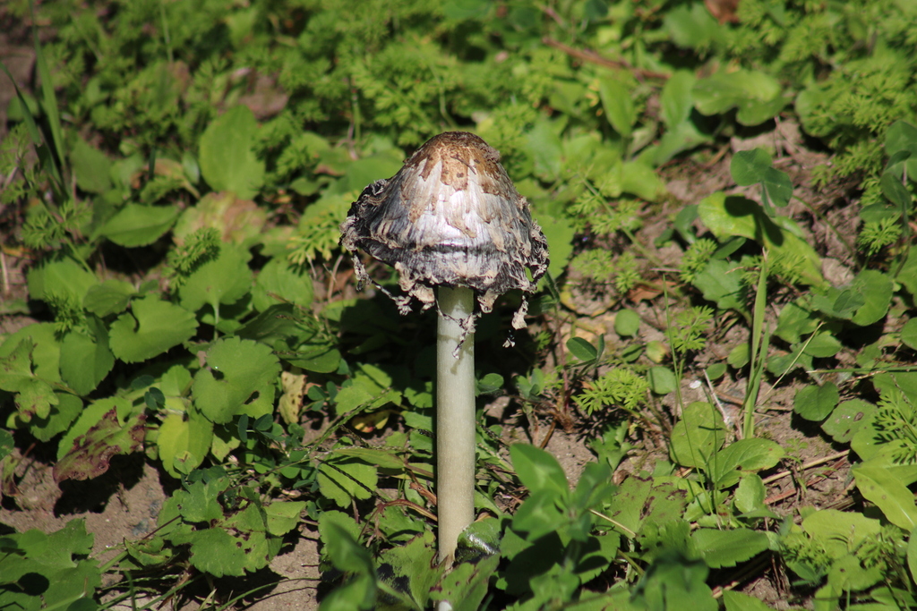 Shaggy Mane · September 2026 · photo: Photo: no rights reserved · iNaturalist