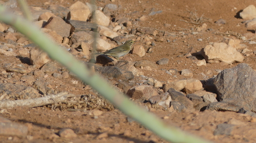 Willow Warbler
