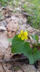 Viola pubescens