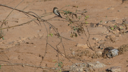 European Pied Flycatcher