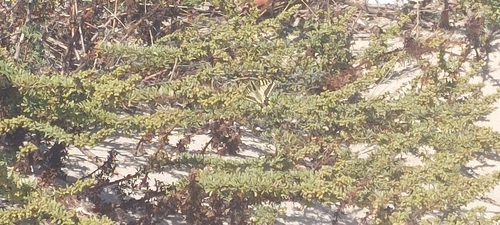 Old World Swallowtail