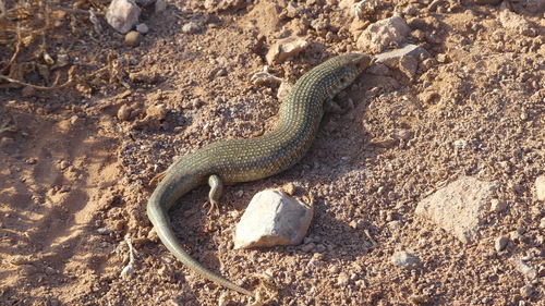 Many-scaled Cylindrical Skink
