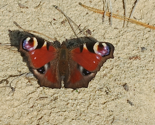 European Peacock Butterfly