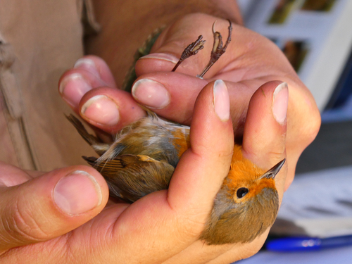 European Robin