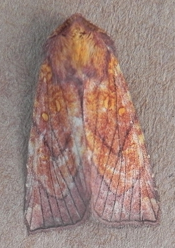 Sensitive Fern Borer Moth