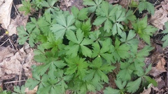 Anemonoides quinquefolia