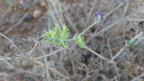Cut-leaved lavender