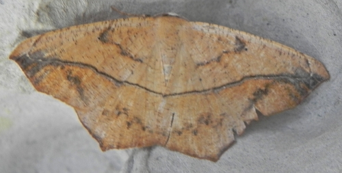 Large Maple Spanworm Moth