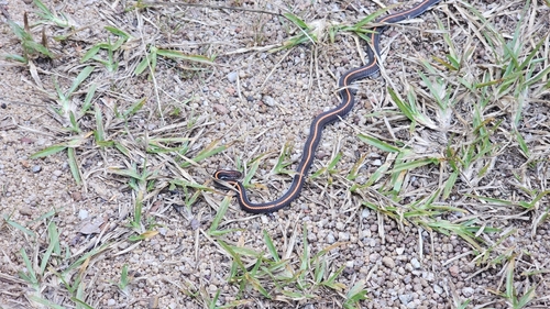 Calliophis intestinalis observed 2026-09-19